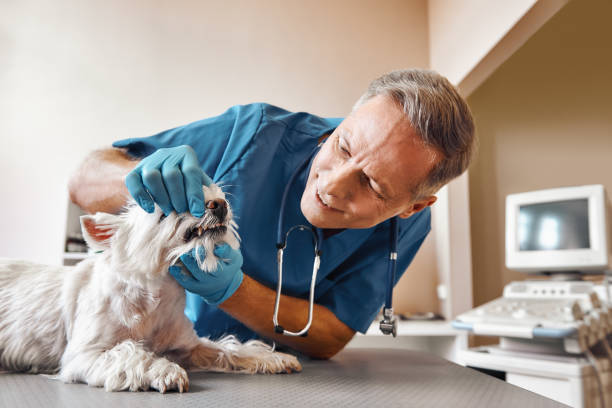 Best 24-Hour Emergency Dentist in Golden Meadow, LA